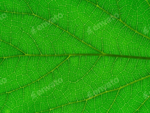 Preview: Close Up Mulberry Leaf Background.