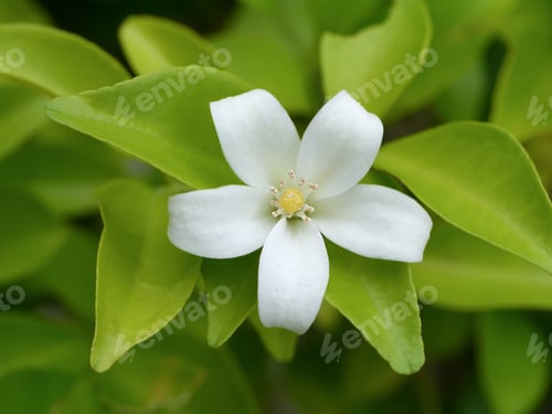 Preview: Close Up Of Murraya Paniculata Flower With Green Leaf.