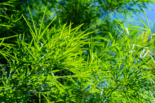Preview: Fresh Bamboo Leaves With Blur Background