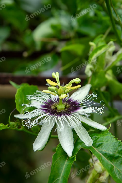 Preview: Close Up Of Passionfruit Flower (Passiflora Edulis)