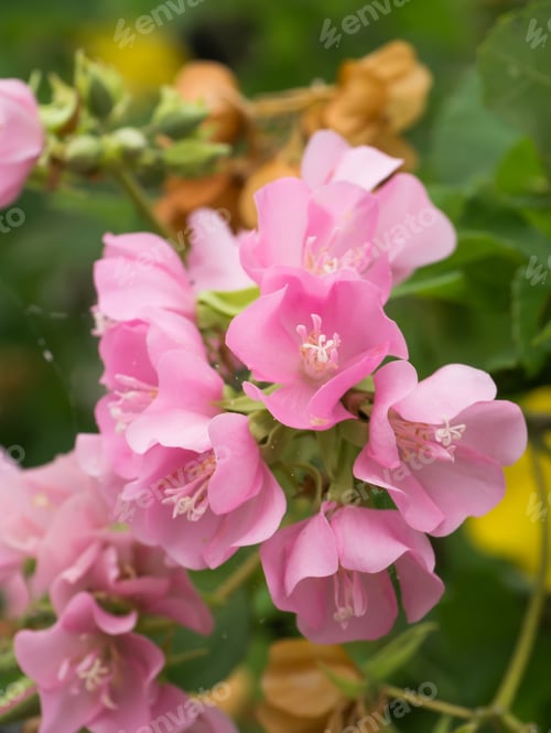 Preview: Pink Dombeya Flower On Tree.