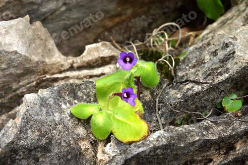 Preview: Purple Flowers On The Rocks