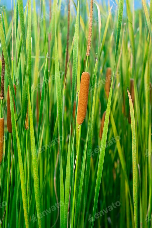 Preview: Close Up Of Narrow-Leaved Cattail Or Soft Flag Plant (Typha Angustifolia).