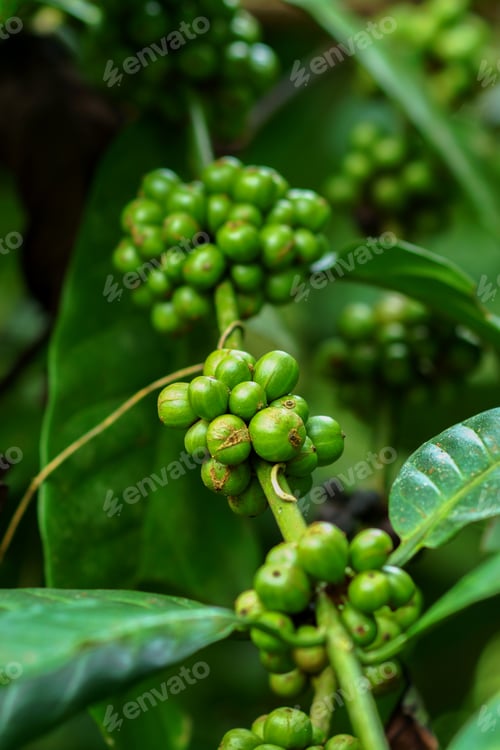 Preview: Coffee Beans On Coffee Tree.