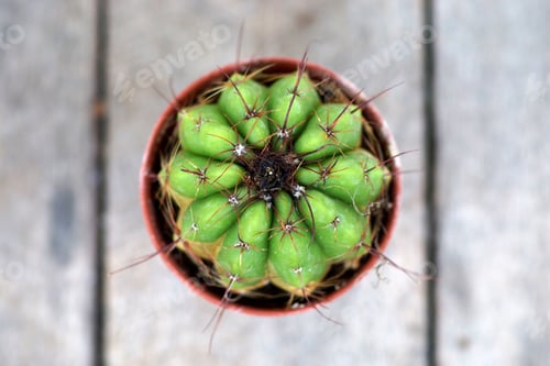 Preview: Cactus On Wood Background.