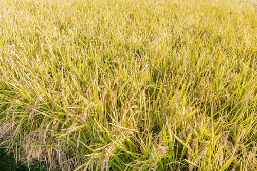 Preview: Rice Before Harvest