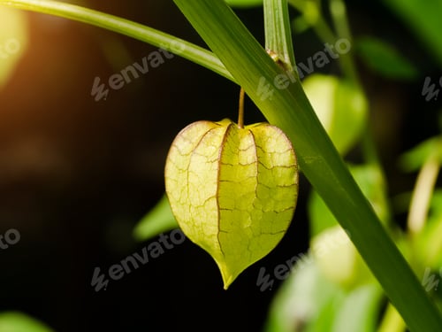 Preview: Hogweed Or Ground Cherry On Tree. (Physalis Minima)