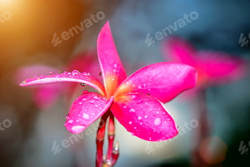Preview: Tropical Flowers Frangipani (Plumeria)
