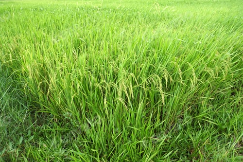 Preview: Rice Field