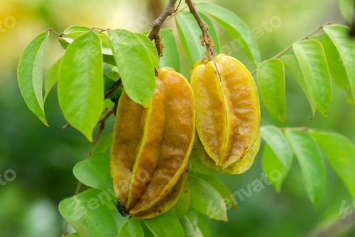 Preview: Ripe Star Fruit On The Tree. (Scientific Name: Averrhoa Carambola)