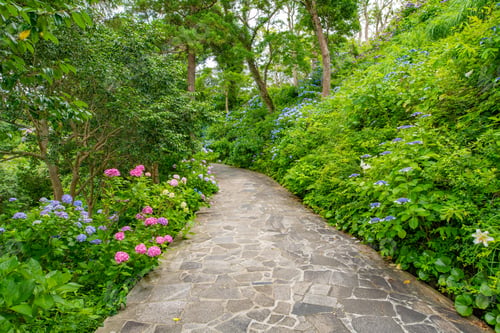 Preview: Hydrangea In Shimoda Park, Shimoda City, Shizuoka Prefecture