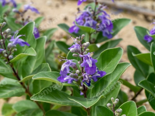 Preview: Close Up Of Vitex Trifolia Plant On The Beach.