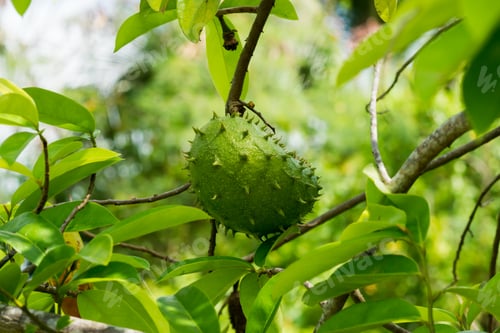 Preview: Soursop, Prickly Custard Apple. (Annona Muricata L.) Treatment Of Cancer.
