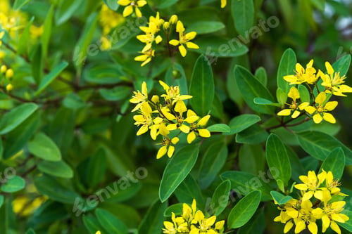 Preview: Yellow Galphimia, Gold Shower Flower. (Thryallis Glauca Kuntze)