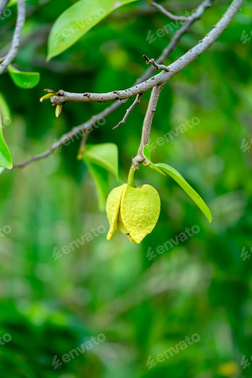 Preview: Close Up Soursop Flower On Tree. (Annona Muricata)