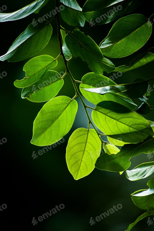 Preview: Green Leaves In The Rain Season With Dark Background.