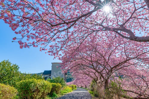 Preview: Kawazu Cherry Blossoms In Minamiizu-Cho, Kamo-Gun, Shizuoka Prefecture