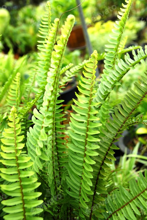 Preview: Fern Leaves