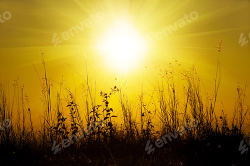 Preview: Silhouettes Flower Grass Impact Sunlight.