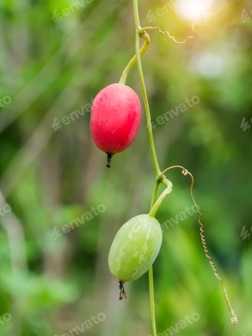 Preview: Red Fruit Of Ivy Gourd, Coccinia Grandis Plant.