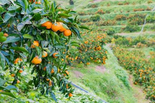 Preview: Mandarin Orange Plantation