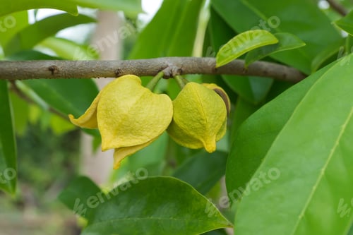 Preview: Soursop Flower, Prickly Custard Apple. (Annona Muricata L.) Plant For Treatment Of Carcinoma.