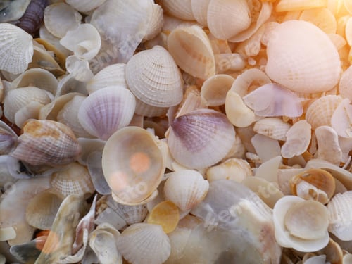 Preview: Shells On The Beach With Sunlight.