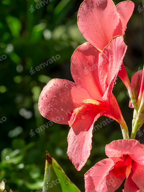 Preview: Close Up Pink Petal Of Indian Shot Flower (Canna Indica) With Blur Background.