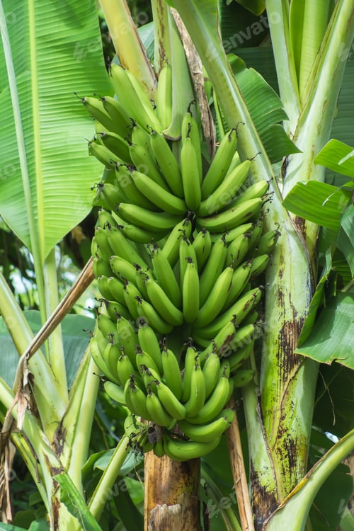 Preview: Big Bunch Of Green Bananas Hanging On Tree. (Musa Acuminata (Aaa Group) - Gros Michel)