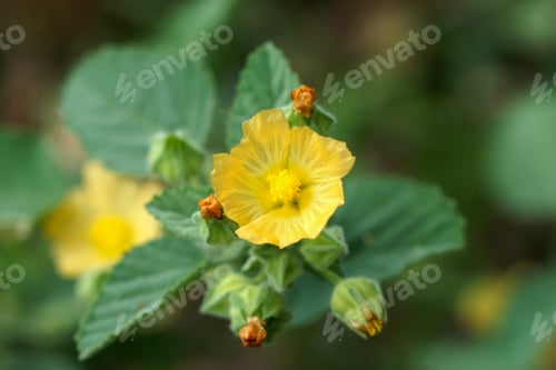 Preview: Yellow Flowers On The Beach.