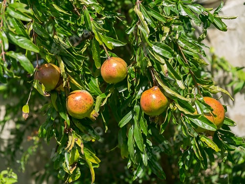 Preview: Pomegranate On Branch With Leaves. (Punica Granatum)