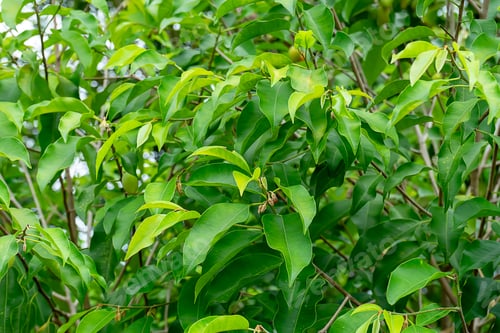 Preview: Spanish Cherry Tree, Tanjong Tree Or Bullet Wood. (Mimusops Elengi)