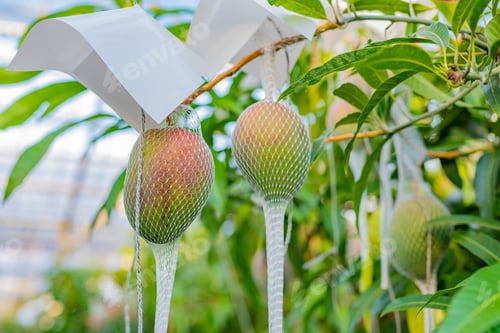Preview: Mango Field In Vinyl House