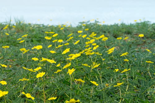 Preview: Yellow Flowers Of Tribulus Terrestris Plant On The Beach.