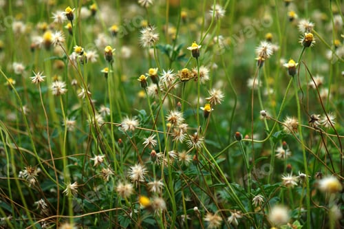 Preview: Mexican Daisy (Tridax Procumbens L.)
