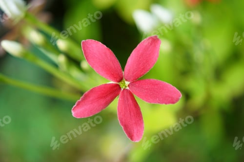 Preview: Red Flower Of Rangoon Creeper On Tree.