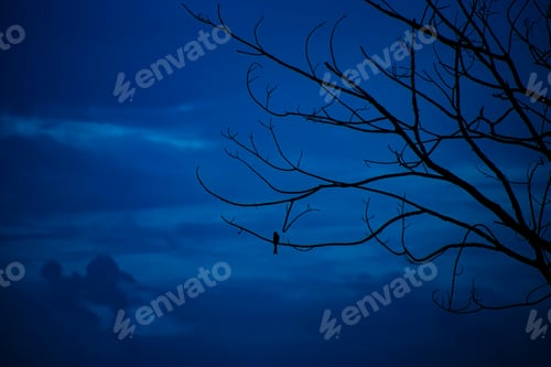 Preview: Silhouette Small Bird On Branch With Deep Blue Sky.