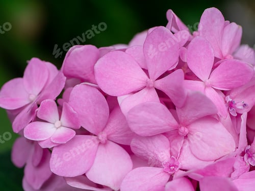 Preview: Macro Image, Close Up Hydrangea Flower.