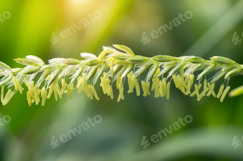 Preview: Close Up Of Corn Flowers In Field.