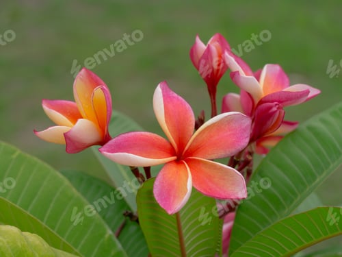 Preview: Frangipani Flower On The Tree