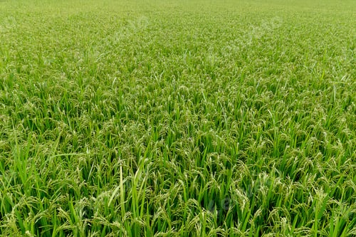Preview: Rice Plant In Rice Fields.