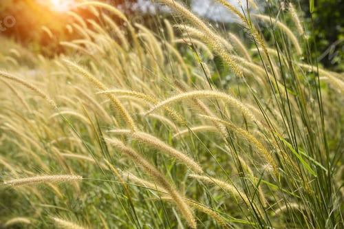 Preview: Yellow Flower Grass Impact Sunlight. (Penisetum Polystachyon (L.) Schult.)
