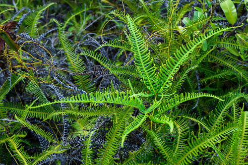 Preview: Close Up Green Fern Leaves On The Rock. (Dicranopteris Linearis Plant)