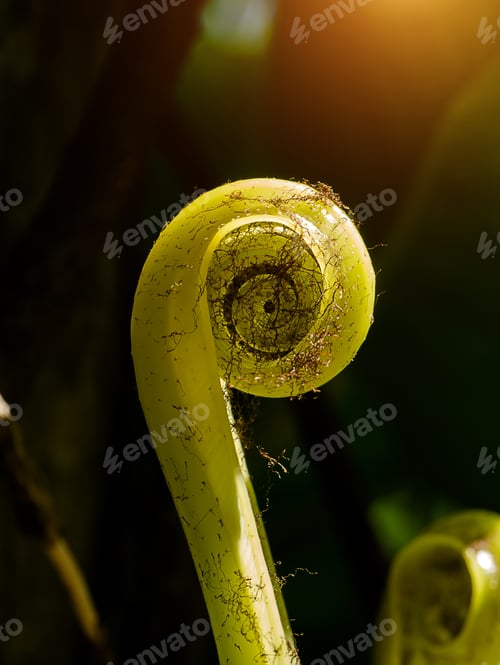 Preview: Close Up Of Young Bird'S Nest Fern Leaves. (Asplenium Nidus)