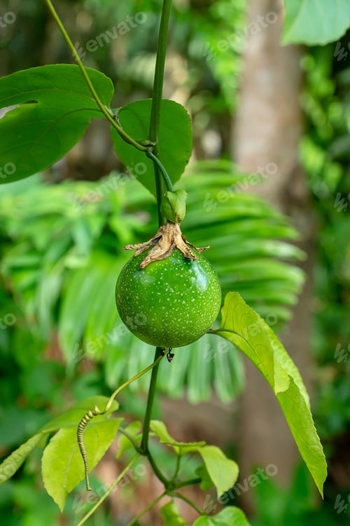 Preview: Green Passion Fruit On Tree. (Passiflora Edulis)