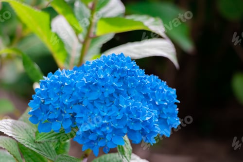 Preview: Hydrangea In Early Summer