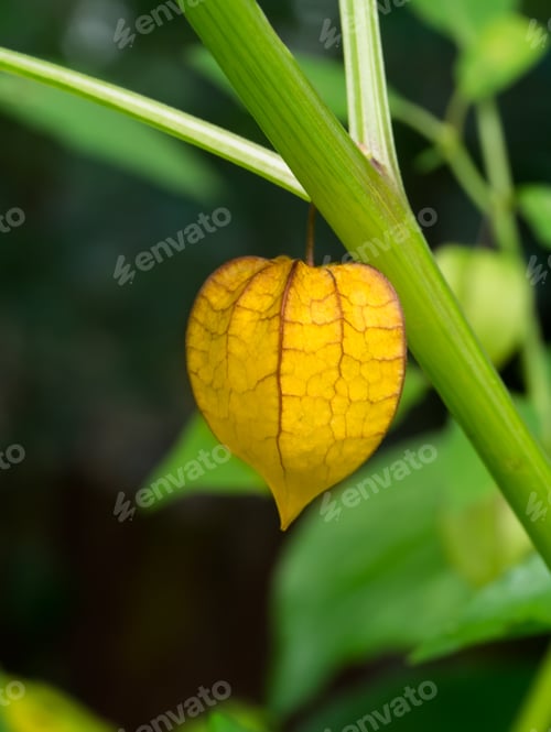 Preview: Hogweed Or Ground Cherry On Tree. (Physalis Minima)