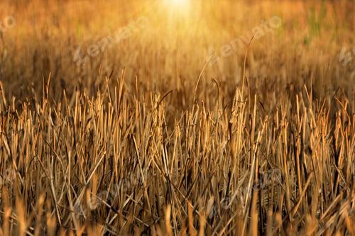 Preview: The Burning Of Rice Straw With Sunlight. Un-Focus Image.