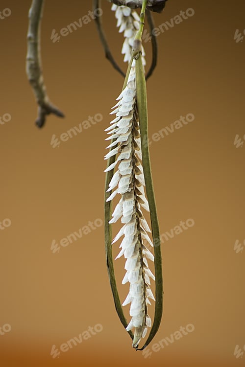 Preview: Pink Trumpet Seeds On Tree.