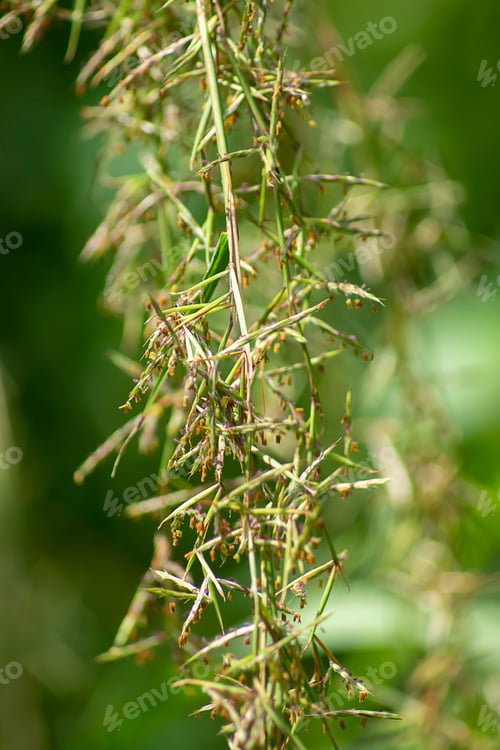 Preview: Fresh Green Lemon Grass Flower. (Scientific Name Cymbopogon Citratus)